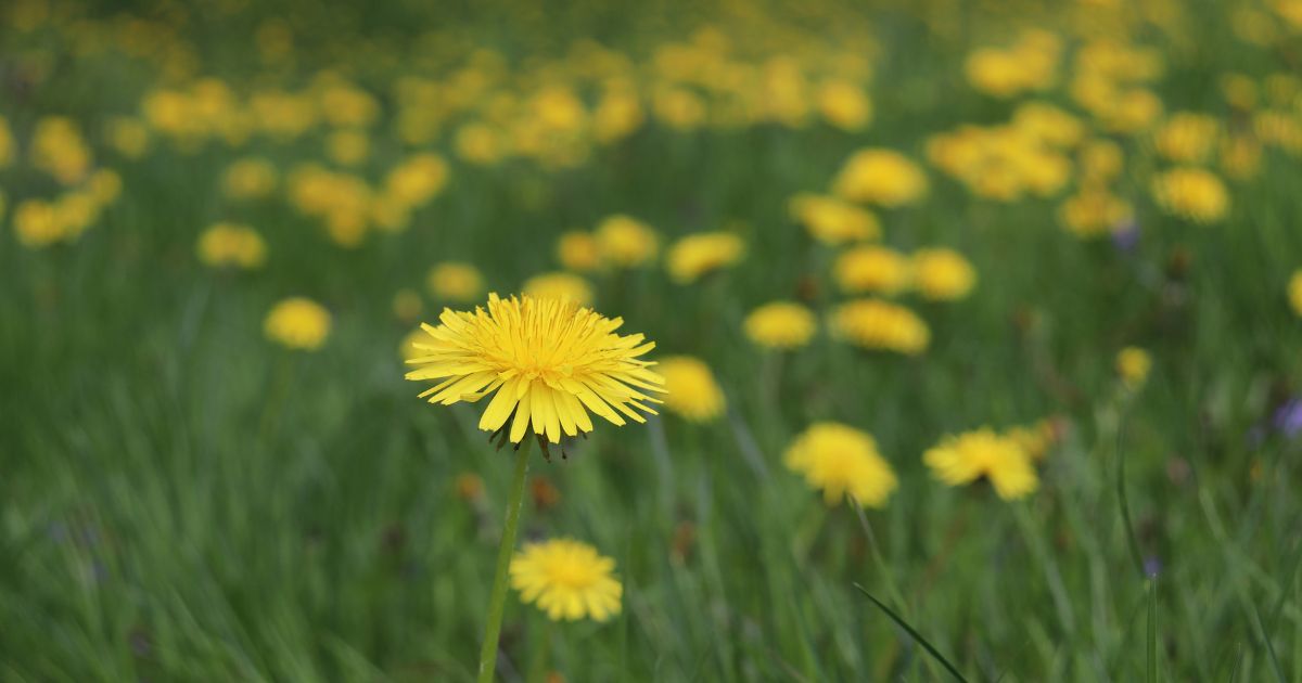 Field of yellow dandelions among green grass, with one dandelion in focus.